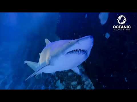 Oceanic Aquarium